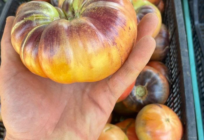 Pomodori - Gli ortaggi di nonna Edy - Terni (TR) Italy