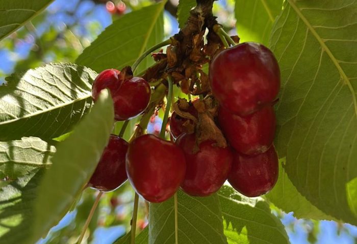 Frutta - Gli Ortaggi di nonna Edy - Terni (TR) Italy